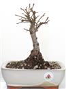 <b>Quercia</b> Esemplare Unico cm 27-49,00 €