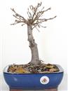 <b>Quercia</b> Esemplare Unico cm 30-49,00 €