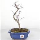<b>Acero Deshojo</b> Esemplare Unico cm 29-98,00 €