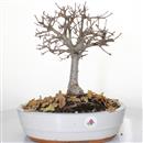 <b>Quercia</b> Esemplare Unico cm 33-97,00 €