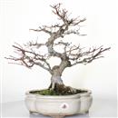 <b>Acero Deshojo</b> Esemplare Unico cm 43-980,00 €