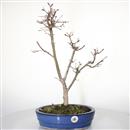 <b>Acero Deshojo</b> Esemplare Unico cm 55-260,00 €