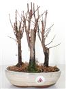 <b>Metasequoia Bosco</b> Esemplare Unico cm 27-49,00 €