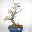 <b>Biancospino Giapponese Rosa</b> Esemplare Unico cm 60-499,00 €