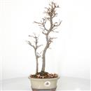 <b>Acero Tridente</b> Esemplare Unico cm 42-230,00 €