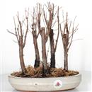 <b>Metasequoia Bosco</b> Esemplare Unico cm 31-89,00 €