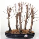 <b>Metasequoia Bosco</b> Esemplare Unico cm 42-130,00 €