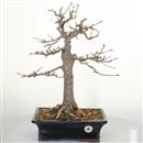 <b>Acero Tridente</b> Esemplare Unico cm 54-590,00 €