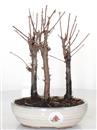 <b>Metasequoia Bosco</b> Esemplare Unico cm 24-39,80 €