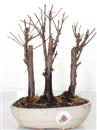 <b>Metasequoia Bosco</b> Esemplare Unico cm 25-39,80 €