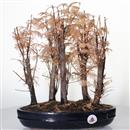 <b>Metasequoia Bosco</b> Esemplare Unico cm 39-130,00 €