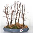 <b>Metasequoia Bosco</b> Esemplare Unico cm 38-99,00 €