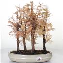 <b>Metasequoia Bosco</b> Esemplare Unico cm 30-89,00 €