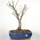 <b>Acero Shishigashira</b> Esemplare Unico cm 65-690,00 €