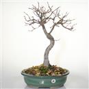 <b>Quercia</b> Esemplare Unico cm 65-320,00 €