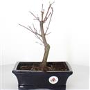 <b>Acero Deshojo</b> Esemplare Unico cm 31-97,00 €