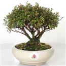<b>Azalea Japonica</b> Esemplare Unico cm 22-165,00 €