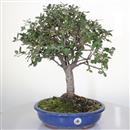 <b>Quercia da Sughero</b> Esemplare Unico cm 48-160,00 €