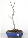 <b>Ginkgo</b> Esemplare Unico cm 40-49,00 €