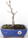 <b>Ginkgo</b> Esemplare Unico cm 30-49,00 €