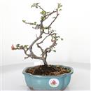 <b>Chaenomeles Superba</b> Esemplare Unico cm 26-145,00 €
