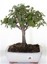 <b>Quercia da Sughero</b> Esemplare Unico cm 32-59,00 €