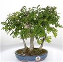 <b>Frassino Cinese Bosco</b> Esemplare Unico cm 32-140,00 €