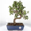 <b>Portulacaria</B> Esemplare Unico cm 40-120,00 € (10)
