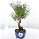 <b>Pino Nero Corticosa Shohin</b> Esemplare Unico cm 25-160,00 €