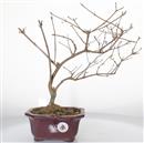 <b>Callicarpa</b> Esemplare Unico cm 38-140,00 €