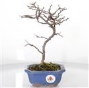 <b>Chaenomeles Chojubai</b> Esemplare Unico cm 29-115,00 €