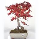 <b>Acero Deshojo</b> Esemplare Unico cm 38-220,00 €