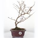 <b>Callicarpa</b> Esemplare Unico cm 39-140,00 €
