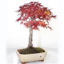 <b>Acero Deshojo</b> Esemplare Unico cm 43-230,00 €