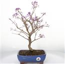 <b>Callicarpa</b> Esemplare Unico cm 40-190,00 €