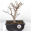 <b>Acero Tridente Shohin</b> Esemplare Unico cm 23-129,00 €