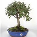 <b>Quercia da Sughero</b> Esemplare Unico cm 48-220,00 €