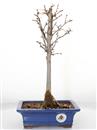<b>Larice Giapponese</b> Esemplare Unico cm 34-59,00 €