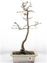 <b>Carpino Bianco</b> Esemplare Unico cm 40-45,00
