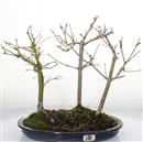 <b>Acero Yama Bosco</b> Esemplare Unico cm 33-190,00 €
