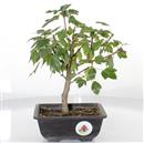 <b>Acero Tridente Shohin</b> Esemplare Unico cm 22-99,00 €