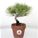 <b>Pino a 5 Aghi Shohin da Seme</b> Esemplare Unico cm 21-125,00 €