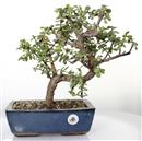 <b>Portulacaria</B> Esemplare Unico cm 35-99,00 € (10)