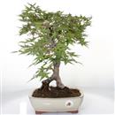 <b>Acero Deshojo</b> Esemplare Unico cm 38-220,00 €