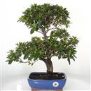 .<b>Azalea Indica</b> Esemplare Unico cm 46-199,00 €