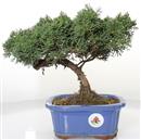<b>Ginepro Chinensis </b> Esemplare Unico cm 25-180,00 €