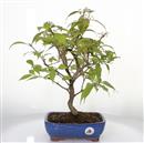 <b>Callicarpa</b> Esemplare Unico cm 40-190,00 €