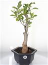 <b>Baobab</b> Esemplare Unico cm 50-79,00 €