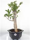 <b>Baobab</b> Esemplare Unico cm 47-79,00 €