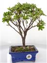 <b>Azalea Indica</b> Esemplare Unico cm 33-47,00 €